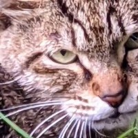 『野良時代は目つきが鋭かった猫』が、現在…『同じ猫とは思えない』劇的すぎるビフォーアフターに「信じられない」「愛されると若返るのね」