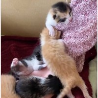 生後1週間の子猫たち→娘が撫でようとすると…『たまらなく愛おしい瞬間』が2644万再生「可愛すぎて心臓がもたない」「とても素敵」
