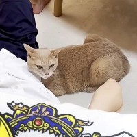 普段はクールな猫が、一緒に育ってきた『大好きな息子』のそばだと…まるで別猫のような『まさかの態度』に絶賛「ずっと相思相愛」「乙女で健気」