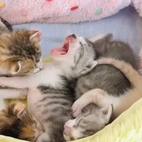 お昼寝中の赤ちゃん猫たち→1匹が『あくび』をし始めたら…可愛すぎる展開に癒される人が続出「カワイイが大渋滞」「メロメロになっちゃう」