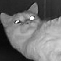 深夜のペットカメラに映った『ネコ』を見たら…『まさかのポーズ』に爆笑の声続出「腹筋使ってるｗ」「ピラティスかなｗ」と1万いいね