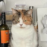 水がほしくてキッチンで待っていた猫→宅配便が来て『遅れた』結果…まさかの光景に爆笑「可愛すぎるｗｗ」「不満ダダ漏れｗ」と２万いいね