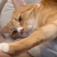 膝の上に乗ってきた甘えん坊な猫→安心しきった表情で…とんでもなく羨ましい光景に「たまらんね」「永遠に見ていられる」と1万いいねの反響