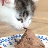 『離乳食の美味しさに目覚めた子猫』が、次の瞬間…思わずニヤける『愛らしい光景』に「心臓痛くなるレベル」「ずっと見ていられる」と反響