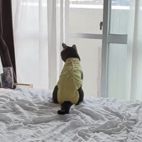 窓の外を眺めていた猫→遊びに誘うときの声のトーンで呼んでみると…『可愛すぎる反応』に「幸せな気持ちになった」「スイッチが入るんだねｗ」