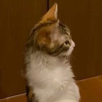 朝の『4時44分』に目が覚めて…目の前を見た結果→衝撃的な『猫の様子』が22万再生「猫背じゃなくなってて笑う」「二足歩行するにゃんｗ」