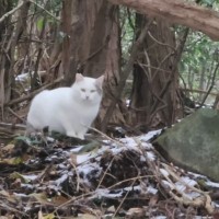 雪が降る寒い山奥に『1匹でいた警戒心の強い猫』が保護された結果…思わず泣ける『変化』が22万再生「本当にありがとう」「素敵な子だね」