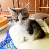 保護されたばかりの小さな子猫→独りぼっちになると、不安げな表情を浮かべて…守ってあげたくなる『悶絶級の光景』が113万再生「最強の天使」