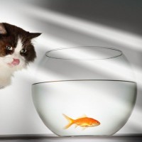 猫と暮らすのに向いていない『相性の悪い動物』3選　互いに与える悪影響や思わぬトラブルの危険性まで