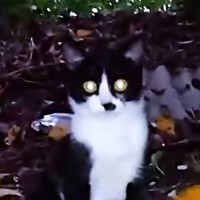 公園に捨てられた『生後1か月の子猫』を保護した結果…幸せになるまでの軌跡に「涙があふれた」「素敵な人と出会えて本当によかった」と感動