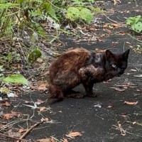 『片方の前足がない』いじめられていたボロボロの猫を保護したら…幸せを感じる『現在の光景』に「表情に涙が出た」「ほんとに泣けちゃう」の声