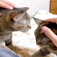 お父さんが寝ようとすると、ネコたちがベッドに集まって…想像以上に『幸せな光景』が話題「ニャンズ満喫だね」「ネコ使いにしか見えない」