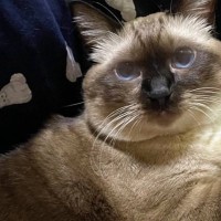 久しぶりに帰ってきた『大好きな娘』に抱っこされると…『猫が見せた表情』が愛おしすぎると反響「優しい顔してる」「嬉しそうだなぁ～」