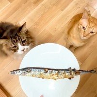 ２匹のネコに『大好きな魚』を焼いてあげた結果→まるでハンター？『思った以上の反応』に「クリームパンチ最高」「目の輝きがｗ」と反響の声
