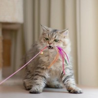 猫と遊ぶときに覚えておきたい3つのルール　適切なタイミングや時間、愛猫を喜ばせるコツまで