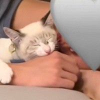 彼氏の前では『とっても幸せそうな猫』→飼い主の前だと…笑撃的すぎる『態度の差』が79万再生「吹いたｗｗ」「思うところありそうな顔ｗ」