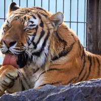 猫と『ネコ科動物』の違いや共通点6選　異なる習性からそっくりな行動までご紹介