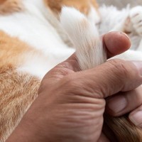 猫が『尻尾を触られると怒る』4つの理由　守ろうとする意味や信頼を失うNG行為も解説