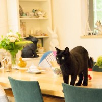 猫が『物に当たらずに歩ける』のはどうして？器用な足さばきができる3つの秘密