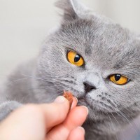 猫への『おやつの与え方』で起こりうるトラブル3選　量の目安や与えるタイミング、健康リスクまで解説