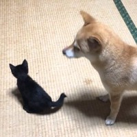 子猫のベビーシッターをする心優しい柴犬…『本当の親子のような2匹の光景』に涙が出ると393万再生「何回見ても泣ける」「無償の愛だね」