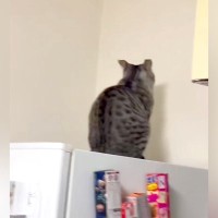 壁に向かって動かない猫→様子をうかがうと、振り向いて…想像以上に『気持ちがダダ漏れな光景』に「何があった」「全面に出すタイプｗｗ」と爆笑