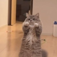 好奇心旺盛だけど『ビビり』な猫→飼い主さんが脚を上げると…まさかの『可愛すぎる反応』が７万再生「勝手に口角が上がった」「たまらん」