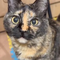 鳴き声が特徴的なサビ猫→名前を呼んでみると、『にゃ～』ではなく…可愛すぎる『お返事』が24万再生「ん？ってｗ」「ガチたまらん」と反響