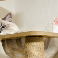 『キャットタワーでくつろぐ猫』を見たら…思わず二度見する光景に「トリックアートすぎない？ｗ」「目の錯覚かなｗ」と５万いいねの反響