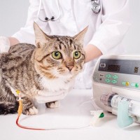 猫の宿命「腎臓病」とは？患いやすい理由、主な症状から治療の流れまで現役獣医が解説