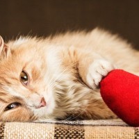 愛猫との最期の過ごし方｜どんな心構えで過ごし、どんなことを準備しておくか？【獣医が解説】
