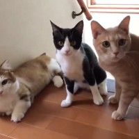 お母さんが『遠くにいる猫の名前』を呼ぶと…あまりにも可愛すぎる光景が68万再生「みんな"ひ"から始まる名前だからｗ」「最高に愛おしい」