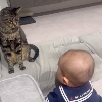 赤ちゃんにロックオンされた猫→次の瞬間『可愛すぎる行動』に……思わず笑顔になる瞬間が34万再生「癒しをありがとう」「平和な世界」