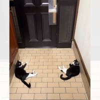 お父さんの帰りを玄関で待つ2匹の猫…思わず笑顔になる『可愛すぎる光景』が22万再生「たまりませんね」「すばらしいシンメトリー」と反響