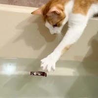 お風呂場にいた猫たち→飼い主さんが『お風呂に物を落としてみる』と…思わず感動の光景に反響「すごい応援しちゃったｗ」「驚きの賢さ」