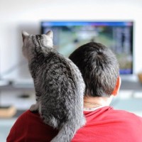 猫好き必見　「モフモフの癒し」と「ゲーム」が同時に楽しめるゲストハウスが評判に　英国