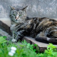 猫が夢中になる？　安価なコンクリート板が飼い主に大人気　米国