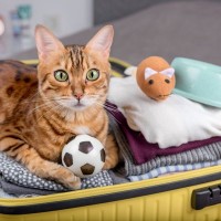 猫と一緒に旅行に行くのは難しい？検討すべき4つのこと 宿泊先や移動中の注意点まで