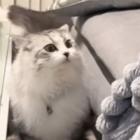 飼い主が帰宅すると、家の匂いを『くんくん』し始めた猫→『笑撃の展開』に「失礼だーっ」「ジワジワ近づいて来るのウケる」と4万再生