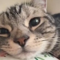 飼い主さんのお腹に『猫が頭を乗せていた理由』が…『尊すぎるシチュエーション』が７万再生「なんて幸せ空間」「平和で素敵」と絶賛