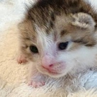 目が完全に開いてきた赤ちゃん猫→『となりにいる子』は…可愛すぎる瞬間に１万いいね「ジワったｗ」「表現がめちゃくちゃ好きｗ」と反響