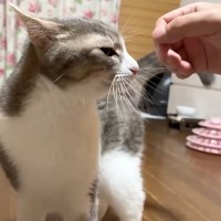 『10年前に拾った猫』と久々に再会した結果…たまらなく『愛おしいリアクション』に「恩を感じているよねきっと」「親同然なんだろうね」の声