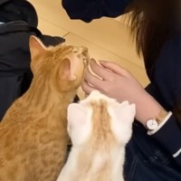 妹が泊まりにやって来ると、家にいた『2匹の猫』が…可愛くてたまらない1日の様子に「羨ましい～！」「メロメロになっちゃうね」と反響
