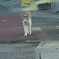 『鳴きながら歩いてくる野良猫』を見守っていると、子猫が飛び出してきて…思わず感動の展開に「本当にありがとう」「良かった」と反響