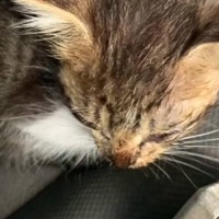 『1匹で鳴いていた小さな子猫』を保護→すくすくと成長していって…幸せあふれる『現在の光景』に感動「救ってくれてありがとう」「幸せにね」