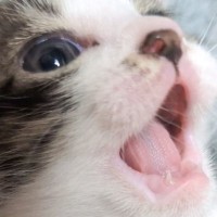 子猫の『乳歯』を撮影しようとした結果…あまりにも可愛すぎる瞬間に癒される人が続出「赤ちゃんすぎて尊い」「ほっこりした」と１万いいね