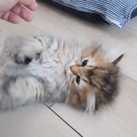 飼い主さんの手にじゃれて『遊んでいた子猫』が、突然……予想外の『愛おしすぎる瞬間』に「まるで赤ちゃんのよう」「本当にかわいい」と反響