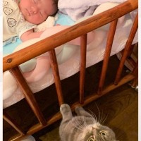 生まれたばかりの赤ちゃんがベッドで寝ていると…お兄ちゃん猫が見せた『素敵な行動』に「可愛いねぇ〜」「見守り頑張ってね」と反響