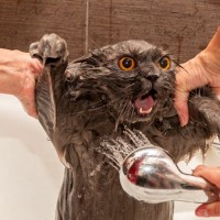 『お風呂を嫌がる猫』を綺麗にする方法3選　ストレスを減らす工夫や清潔を保つコツ