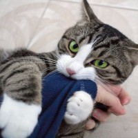 猫の『興奮スイッチ』が入ると表れるサイン5つ　発動しがちな条件や注意すべきことまで